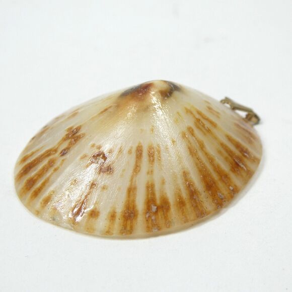 Limpet Shell Pendant Vintage 1 3/4" Seashell Natural - Picture 5 of 8